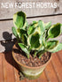 Hosta 'Captain's Adventure' - New Forest Hostas & Hemerocallis