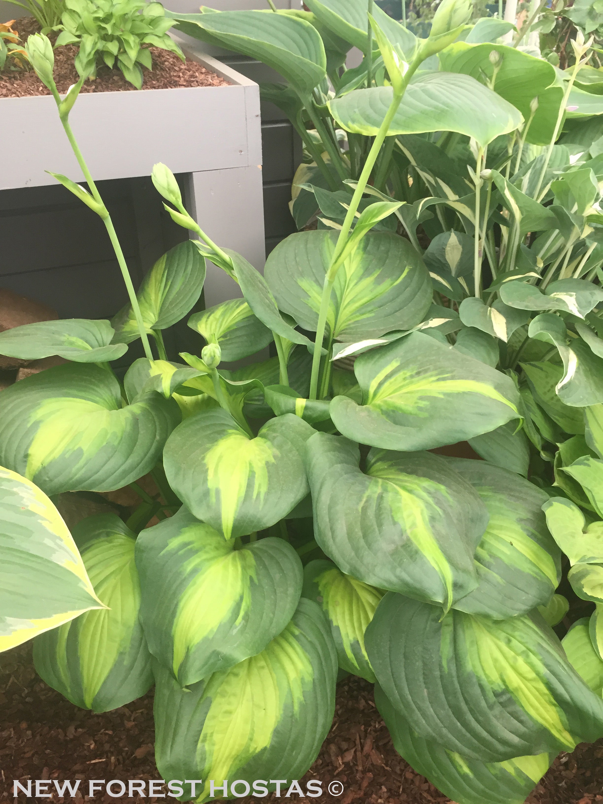 Hosta 'Cathedral Windows' - New Forest Hostas & Hemerocallis
