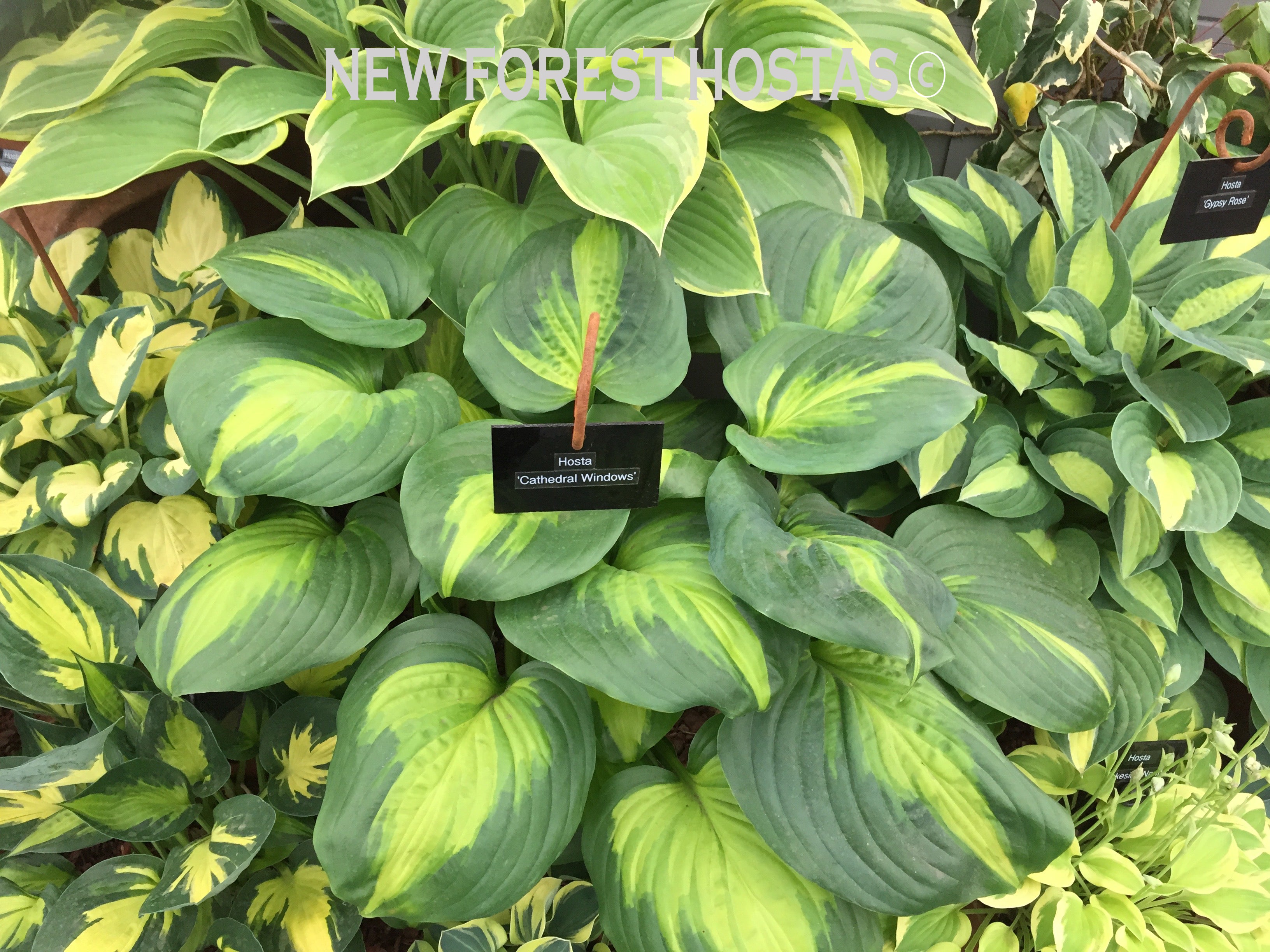 Hosta 'Cathedral Windows' - New Forest Hostas & Hemerocallis