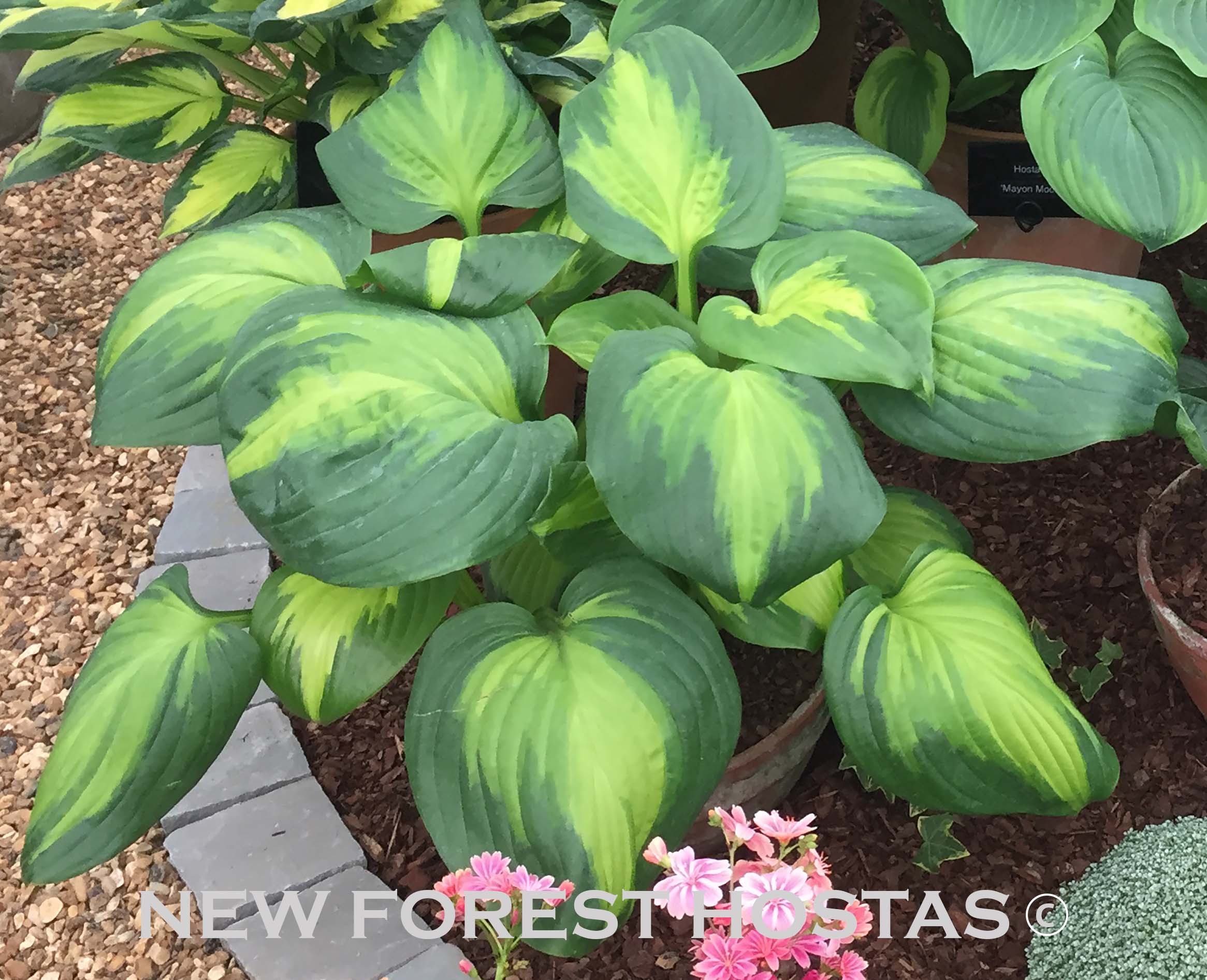 Hosta 'Cathedral Windows' - New Forest Hostas & Hemerocallis