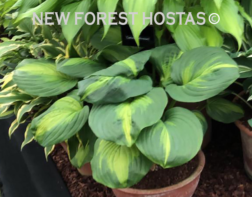 Hosta 'Cathedral Windows' - New Forest Hostas & Hemerocallis