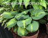 Hosta 'Cathedral Windows' - New Forest Hostas & Hemerocallis