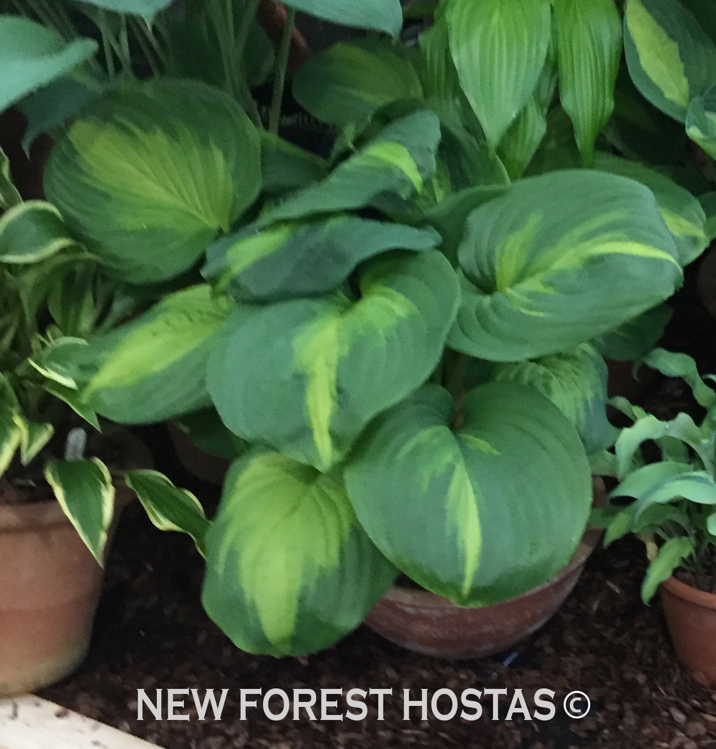 Hosta 'Cathedral Windows' - New Forest Hostas & Hemerocallis