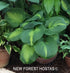 Hosta 'Cathedral Windows' - New Forest Hostas & Hemerocallis