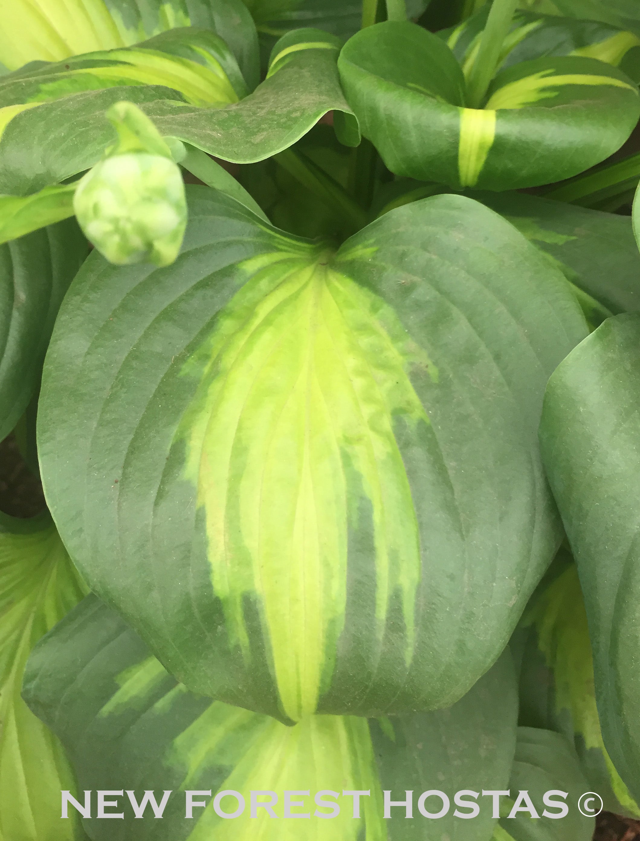 Hosta 'Cathedral Windows' - New Forest Hostas & Hemerocallis