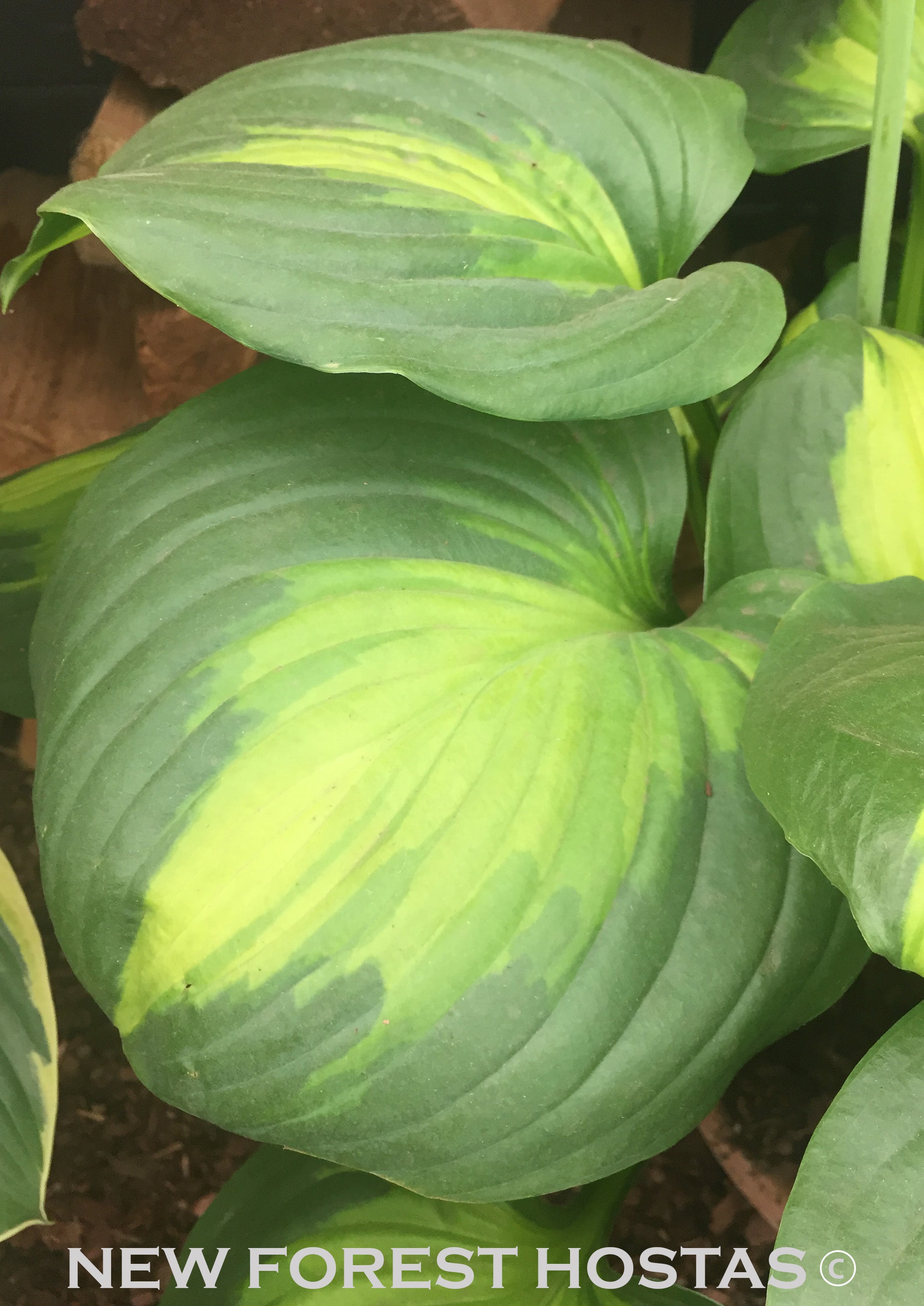 Hosta 'Cathedral Windows' - New Forest Hostas & Hemerocallis