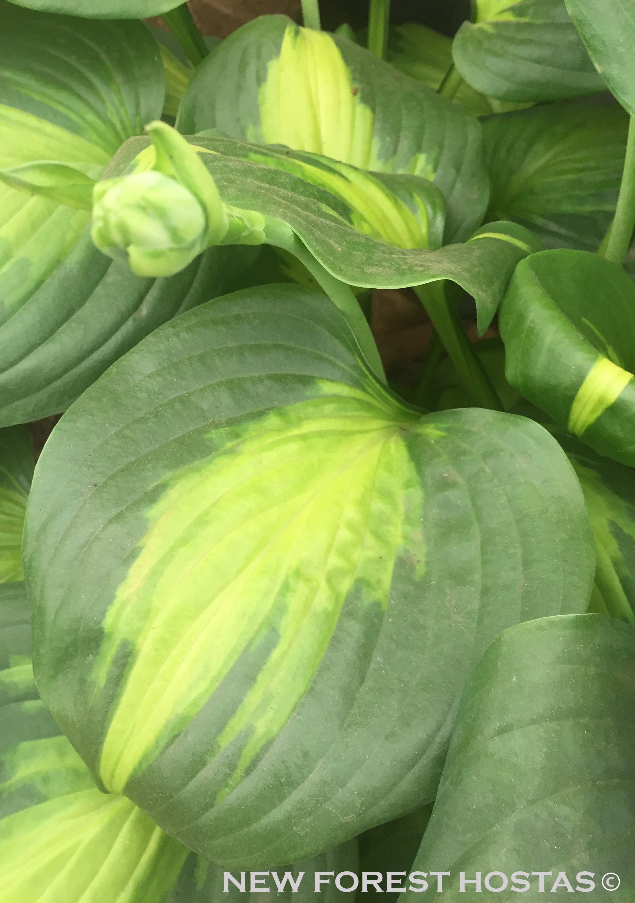 Hosta 'Cathedral Windows' - New Forest Hostas & Hemerocallis