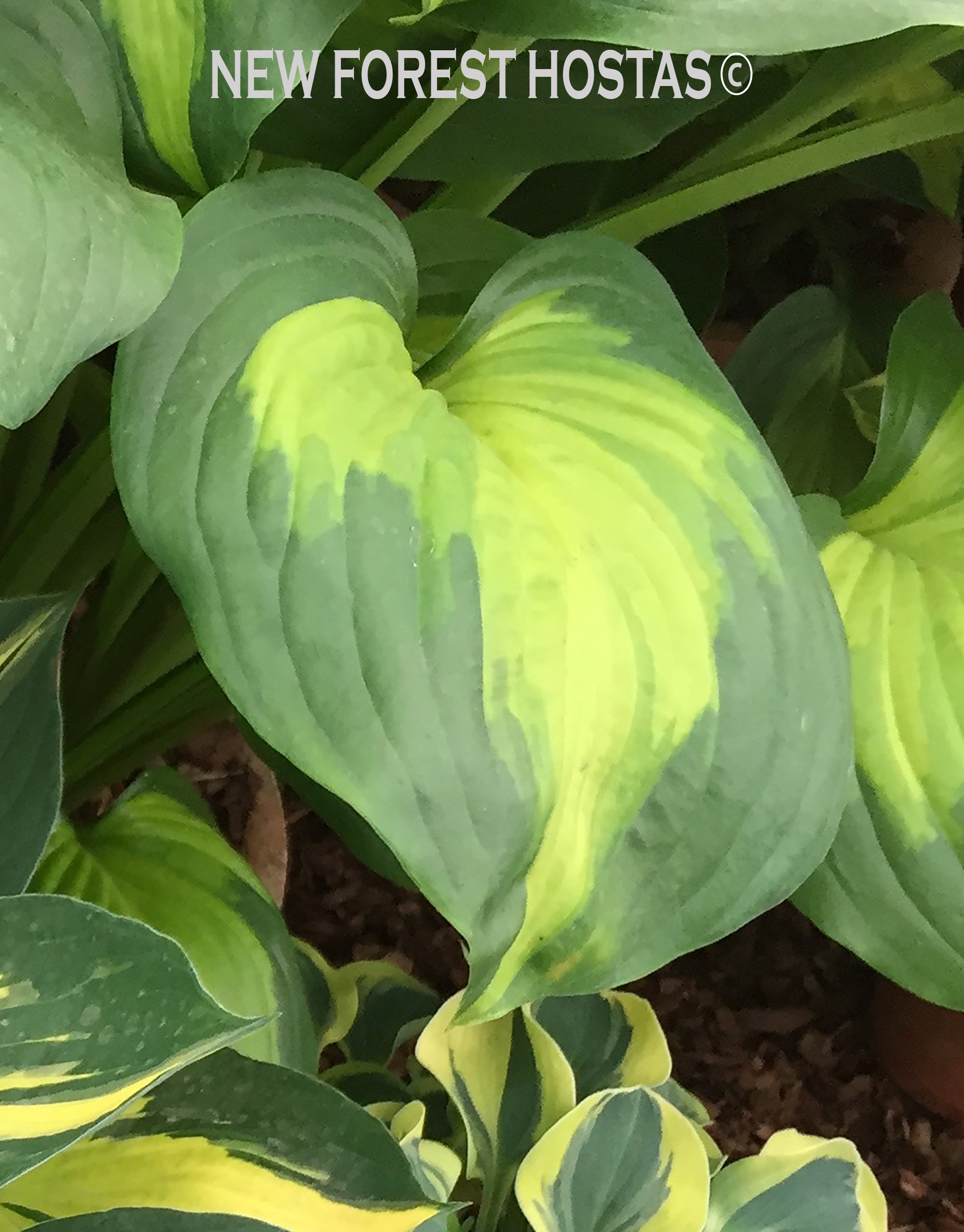 Hosta 'Cathedral Windows' - New Forest Hostas & Hemerocallis
