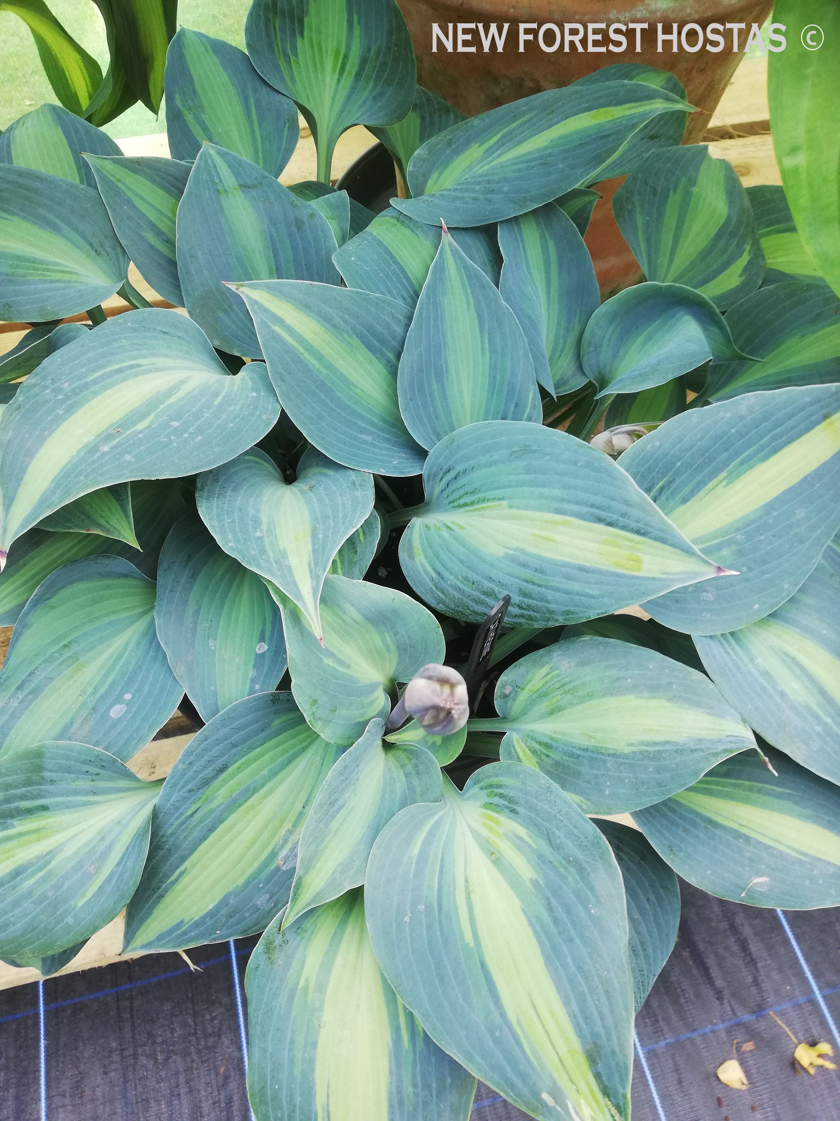 Hosta 'Catherine' - New Forest Hostas & Hemerocallis