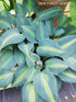Hosta 'Catherine' - New Forest Hostas & Hemerocallis