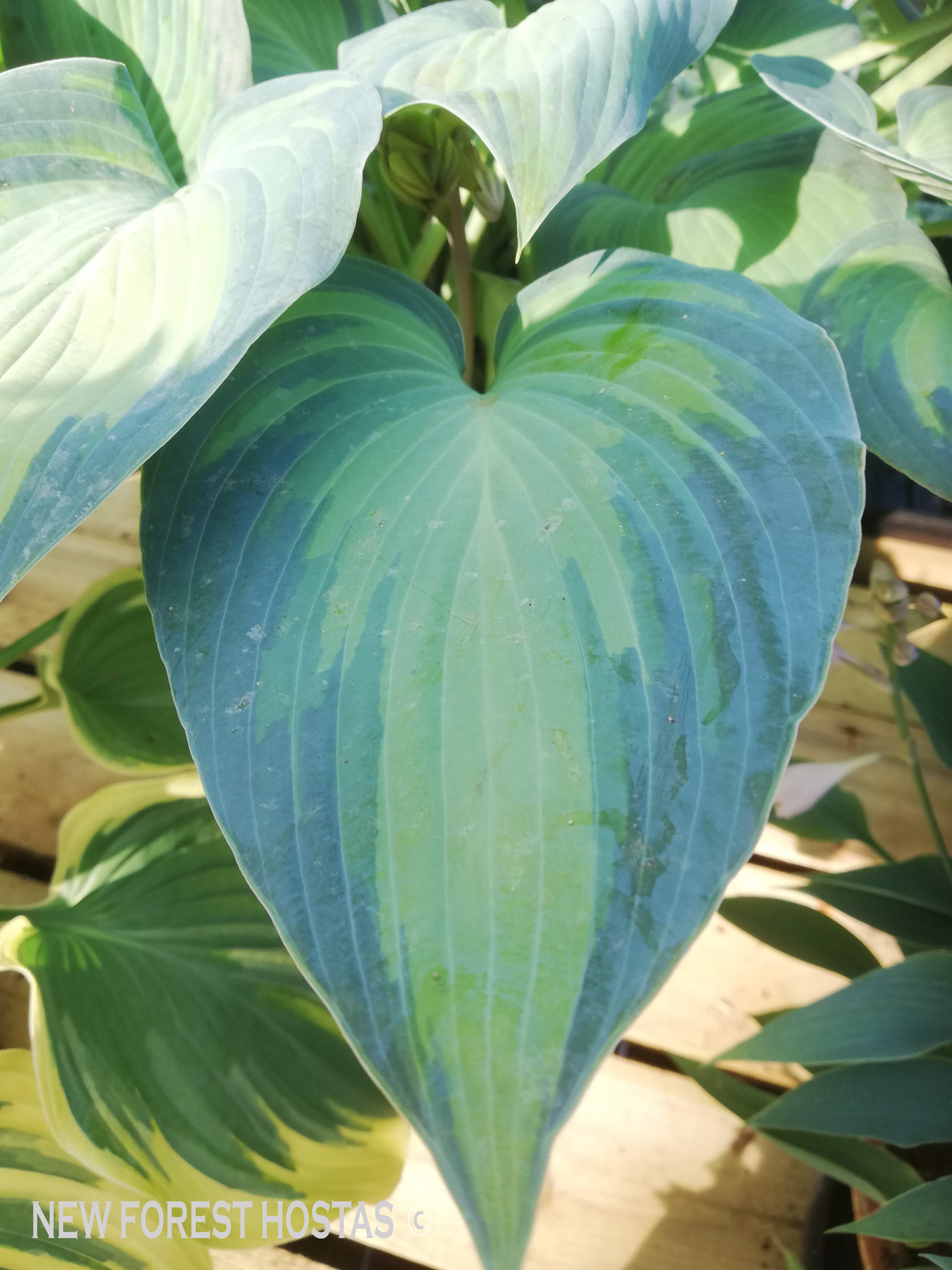 Hosta 'Catherine' - New Forest Hostas & Hemerocallis