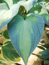 Hosta 'Catherine' - New Forest Hostas & Hemerocallis