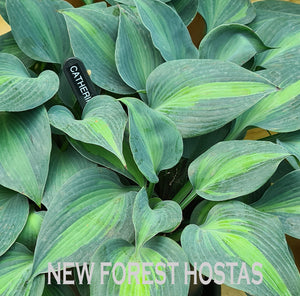 Hosta 'Catherine' - New Forest Hostas & Hemerocallis