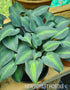Hosta 'Catherine' - New Forest Hostas & Hemerocallis