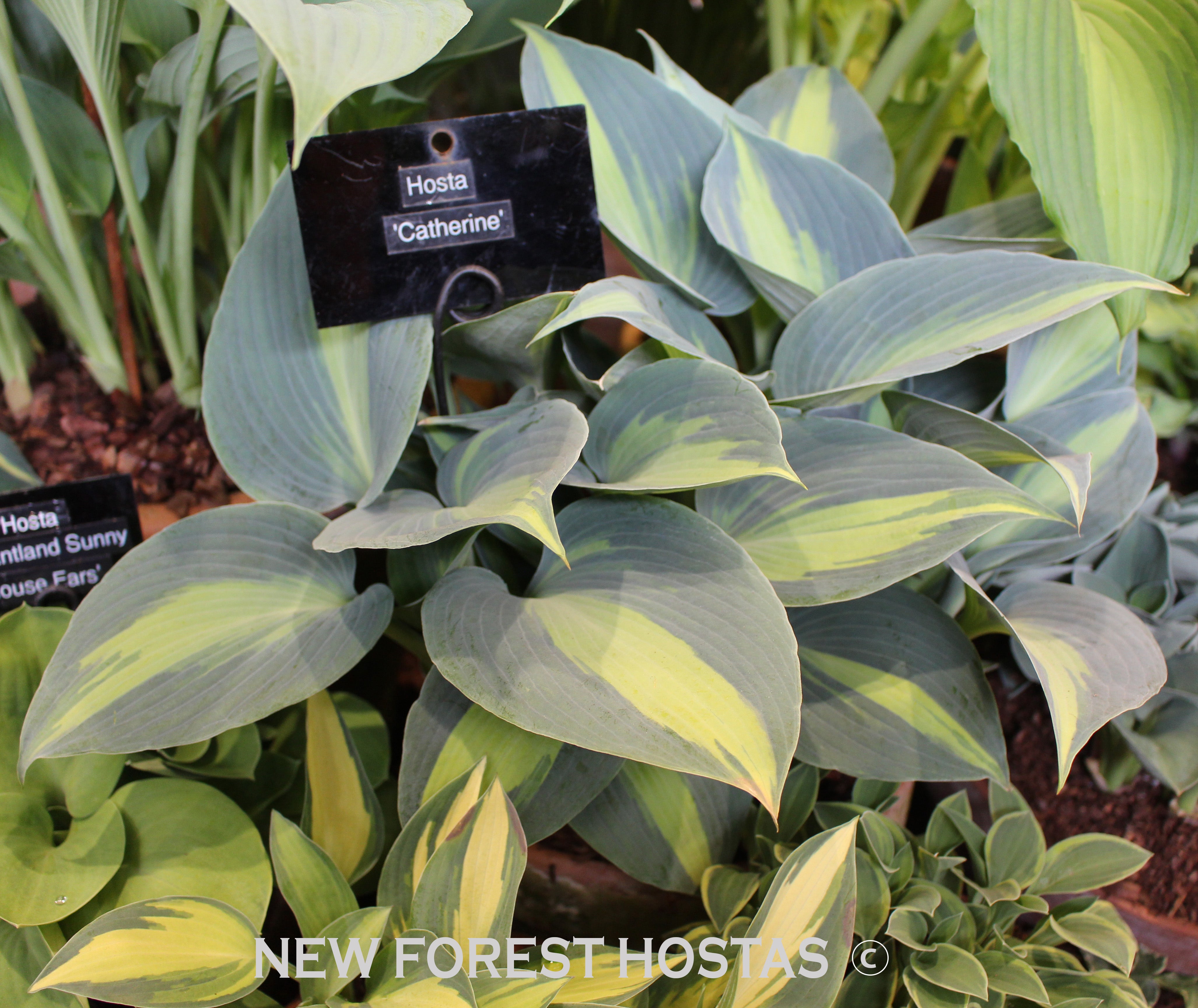 Hosta 'Catherine' - New Forest Hostas & Hemerocallis