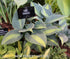 Hosta 'Catherine' - New Forest Hostas & Hemerocallis