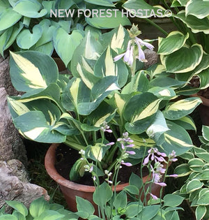 Hosta 'Chain Lightning' - New Forest Hostas & Hemerocallis