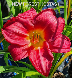Hemerocallis 'Charles Johnston' - New Forest Hostas & Hemerocallis