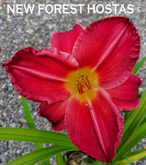 Hemerocallis 'Charles Johnston' - New Forest Hostas & Hemerocallis