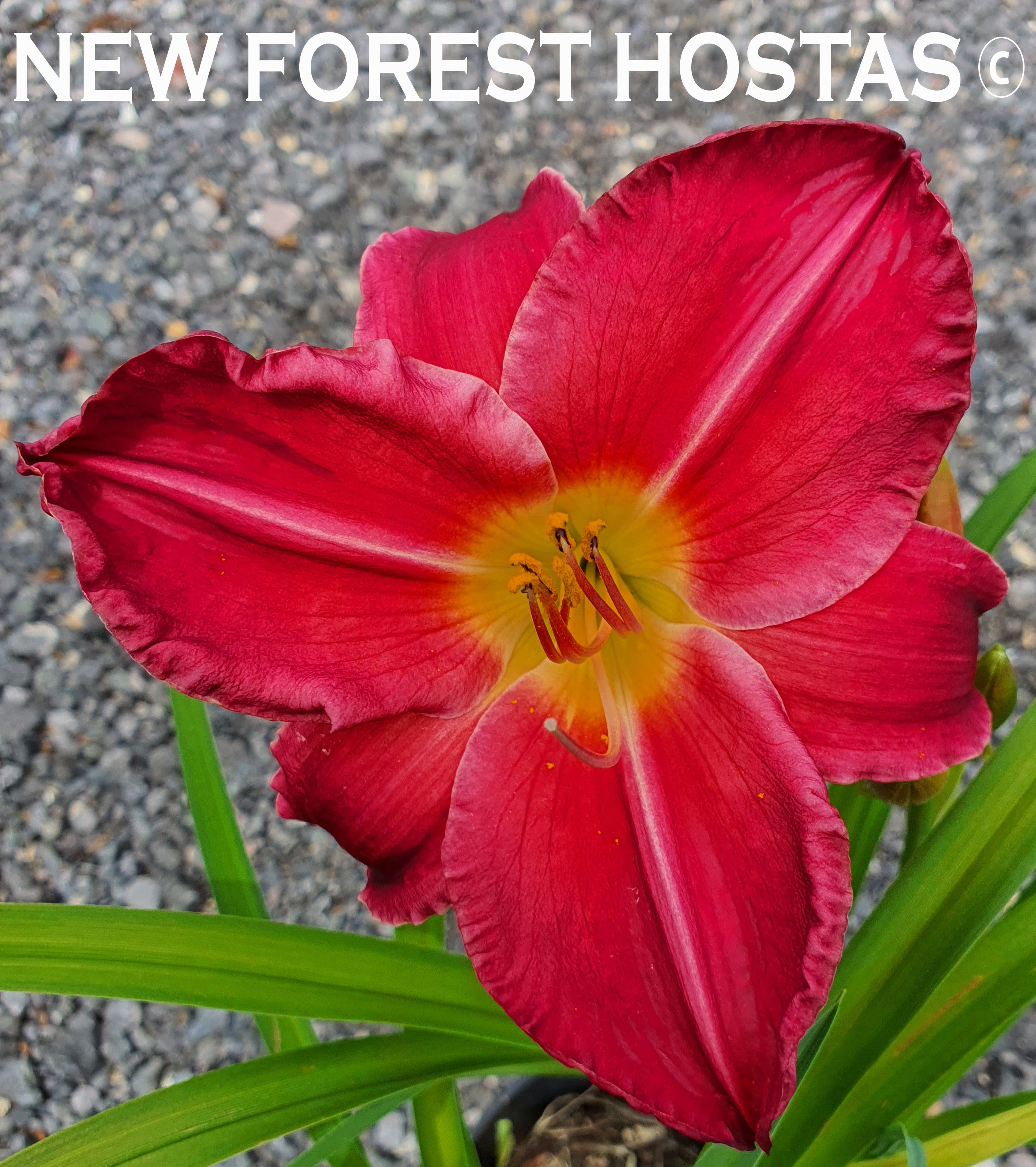 Hemerocallis 'Charles Johnston' - New Forest Hostas & Hemerocallis
