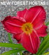 Hemerocallis 'Charles Johnston' - New Forest Hostas & Hemerocallis