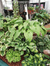 Hosta 'Jade Cascade' - New Forest Hostas & Hemerocallis