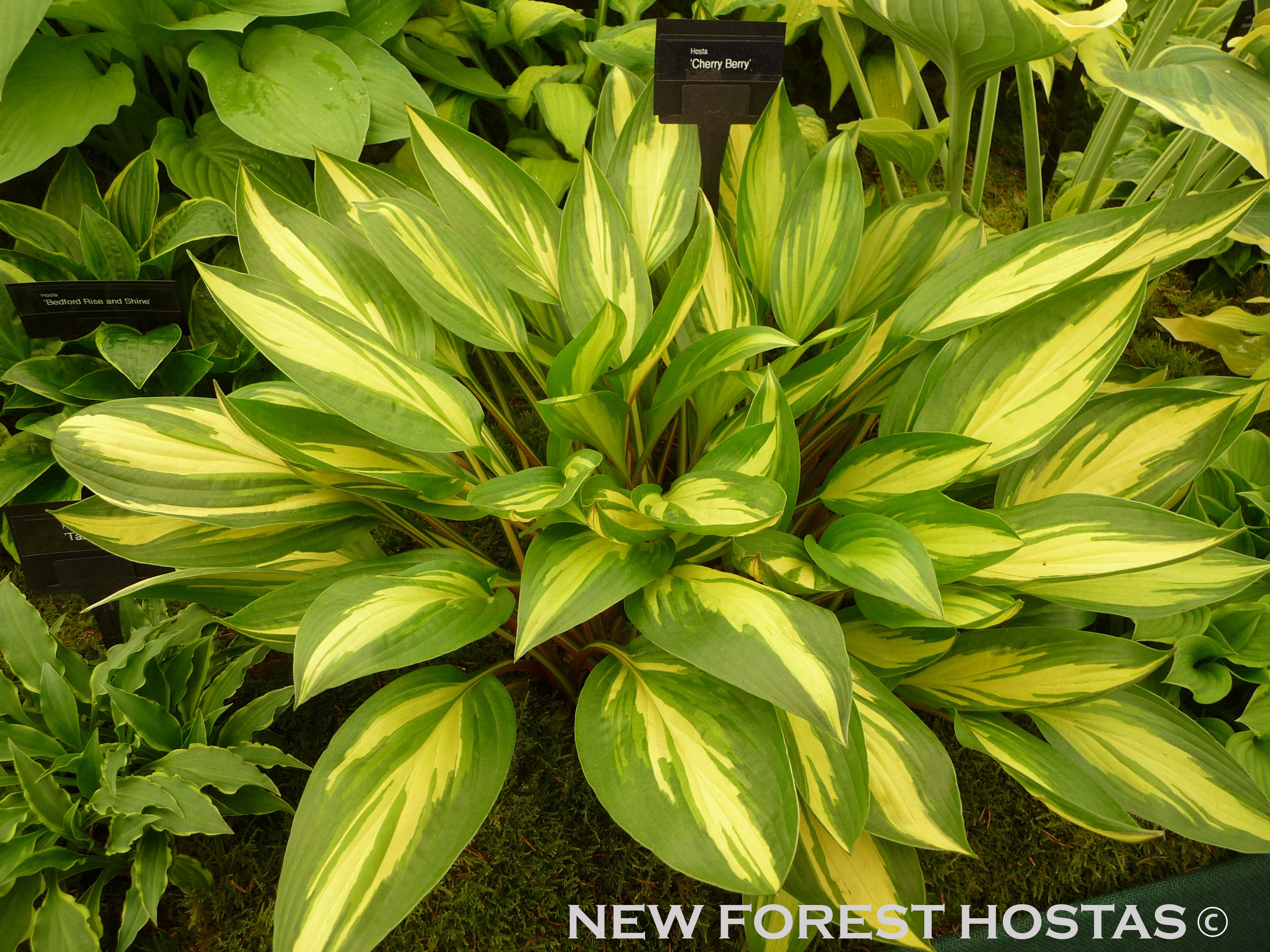 Hosta 'Cherry Berry' - New Forest Hostas & Hemerocallis