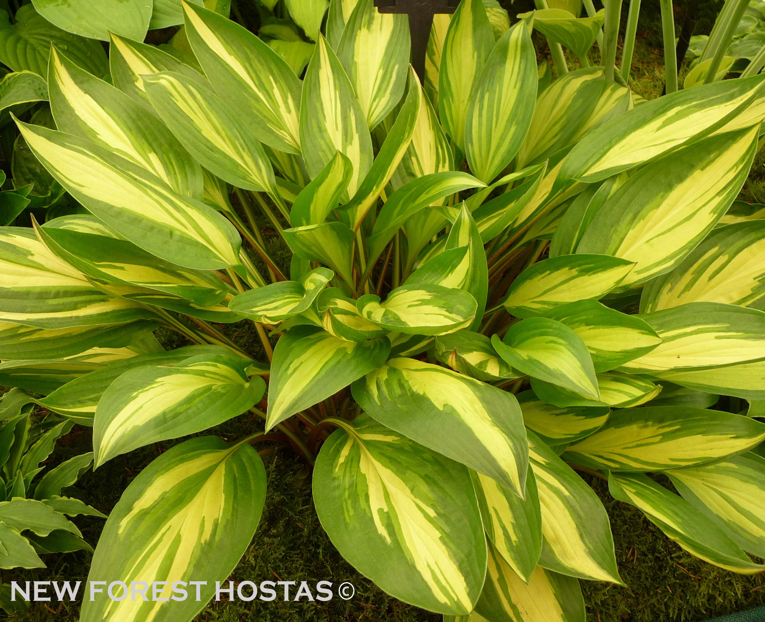 Hosta 'Cherry Berry' - New Forest Hostas & Hemerocallis