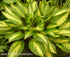 Hosta 'Cherry Berry' - New Forest Hostas & Hemerocallis