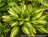 Hosta 'Cherry Berry' - New Forest Hostas & Hemerocallis