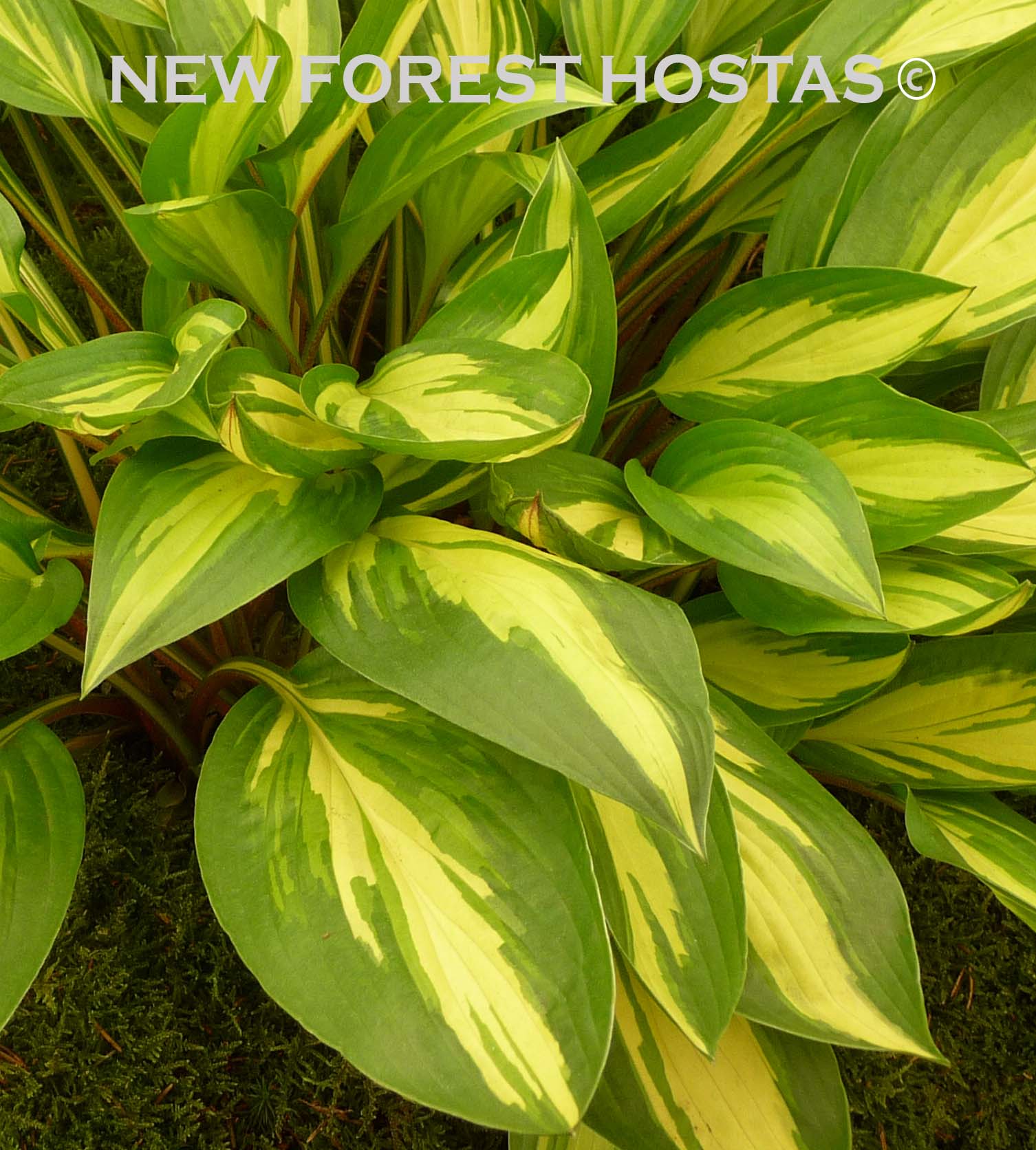 Hosta 'Cherry Berry' - New Forest Hostas & Hemerocallis