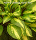 Hosta 'Cherry Berry' - New Forest Hostas & Hemerocallis