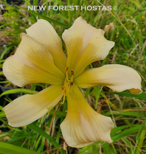Hemerocallis 'Chesieres Luna Moth' - New Forest Hostas & Hemerocallis