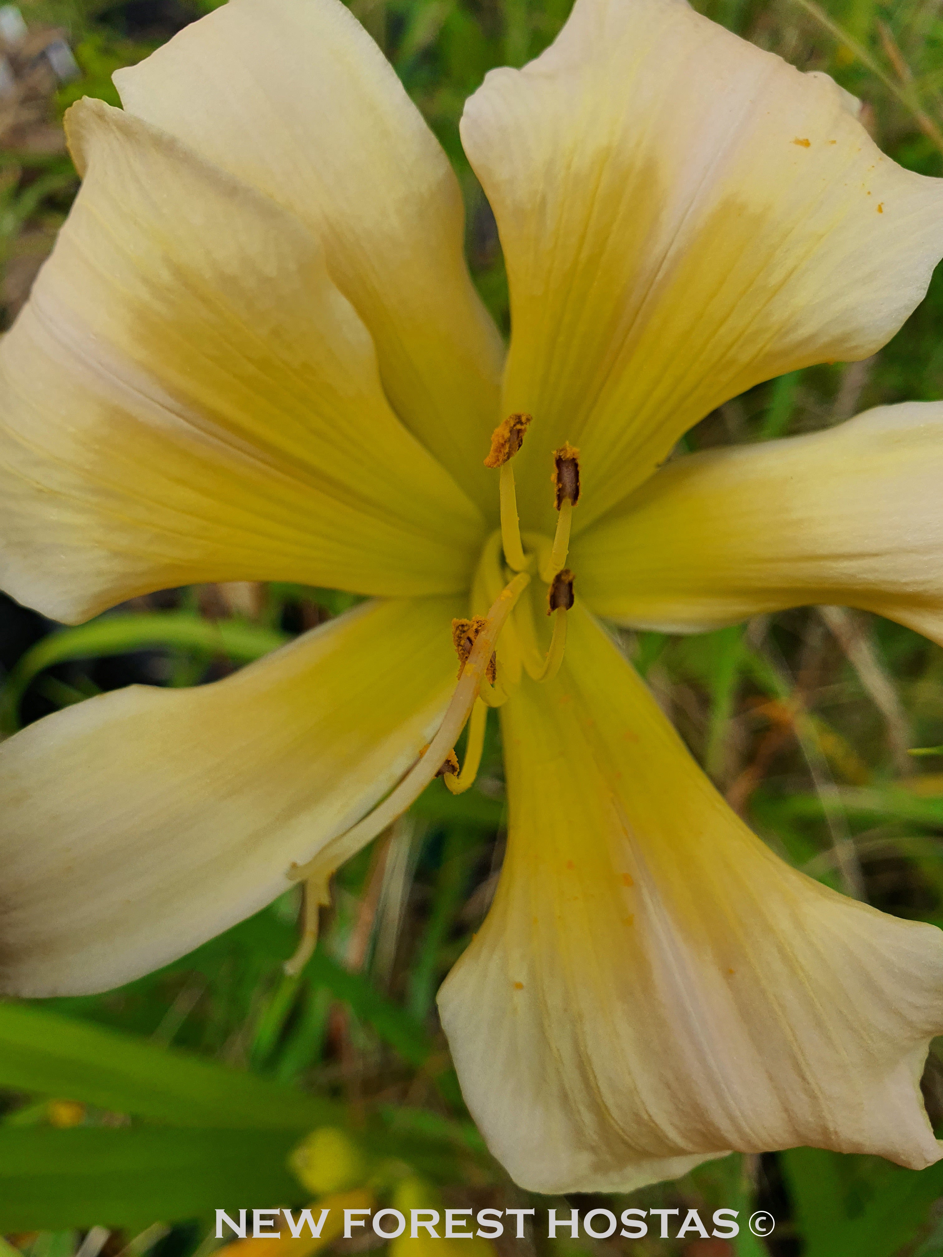 Hemerocallis 'Chesieres Luna Moth' - New Forest Hostas & Hemerocallis