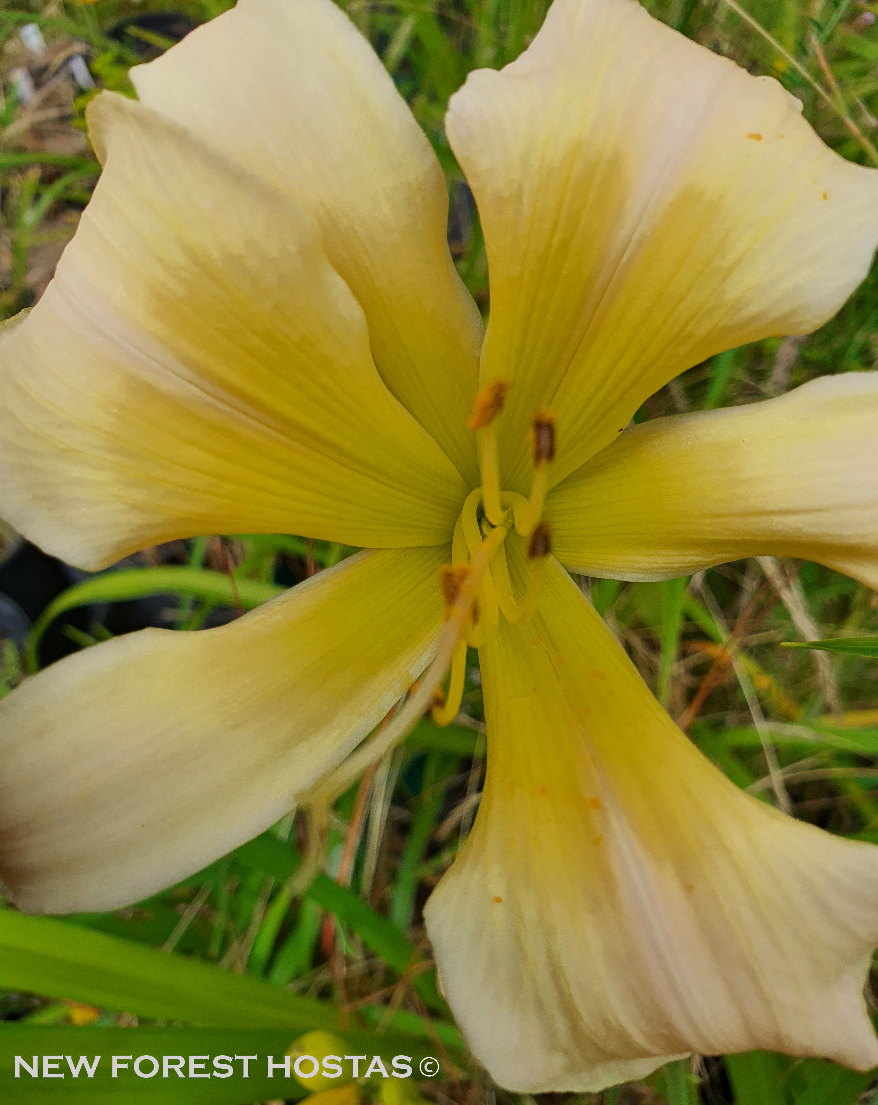 Hemerocallis 'Chesieres Luna Moth' - New Forest Hostas & Hemerocallis