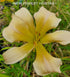 Hemerocallis 'Chesieres Luna Moth' - New Forest Hostas & Hemerocallis