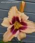Hemerocallis 'Chicago Picotee Lace' - New Forest Hostas & Hemerocallis