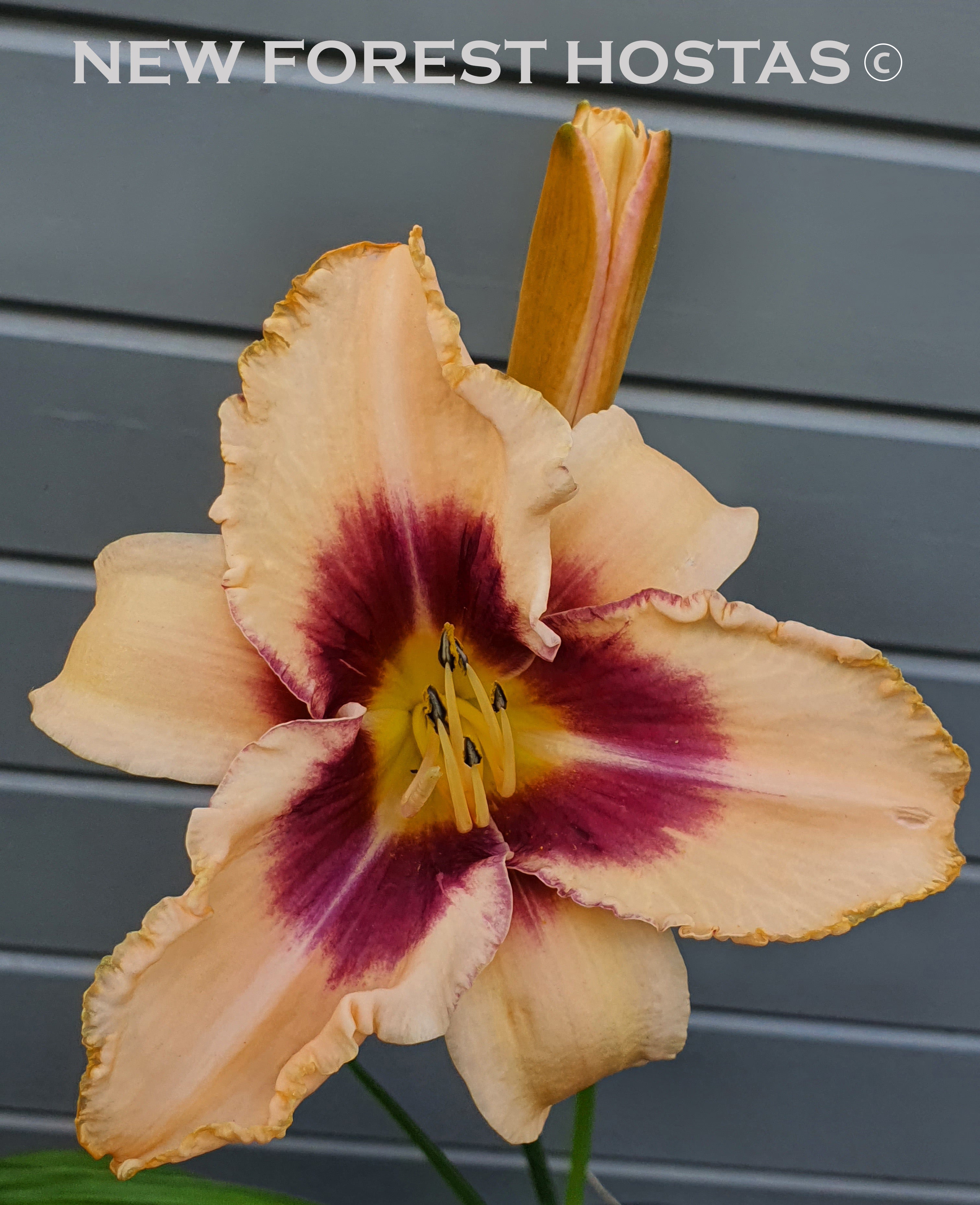 Hemerocallis 'Chicago Picotee Lace' - New Forest Hostas & Hemerocallis