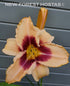Hemerocallis 'Chicago Picotee Lace' - New Forest Hostas & Hemerocallis