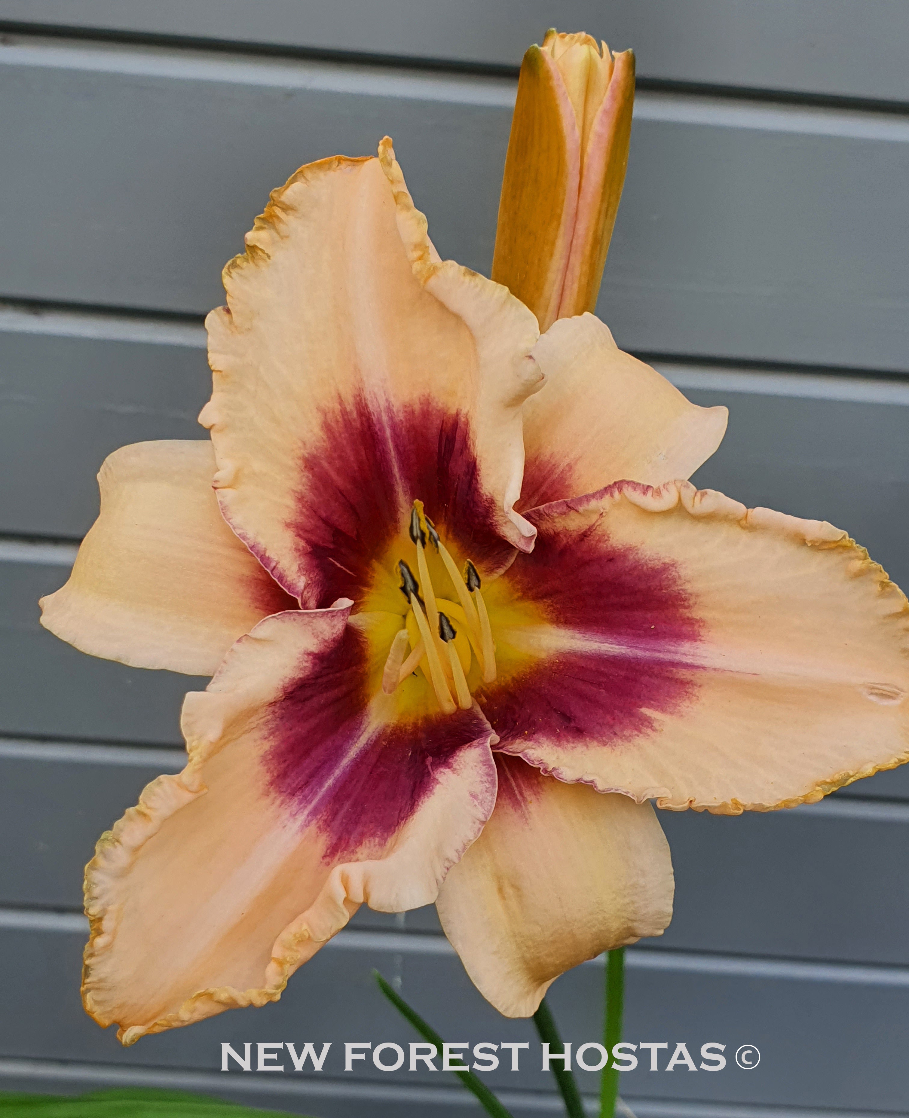 Hemerocallis 'Chicago Picotee Lace' - New Forest Hostas & Hemerocallis