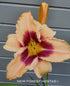Hemerocallis 'Chicago Picotee Lace' - New Forest Hostas & Hemerocallis