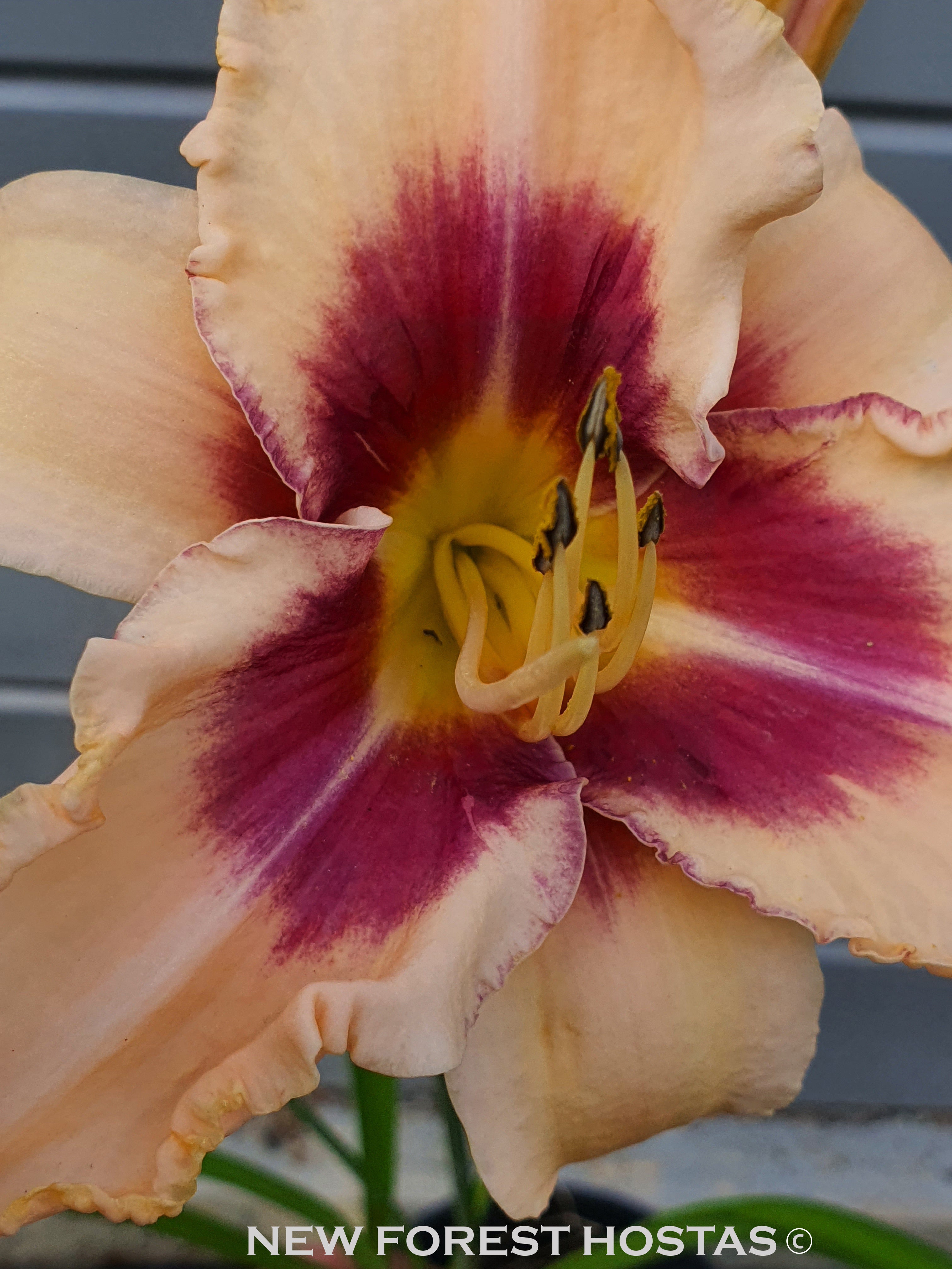Hemerocallis 'Chicago Picotee Lace' - New Forest Hostas & Hemerocallis