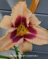 Hemerocallis 'Chicago Picotee Lace' - New Forest Hostas & Hemerocallis