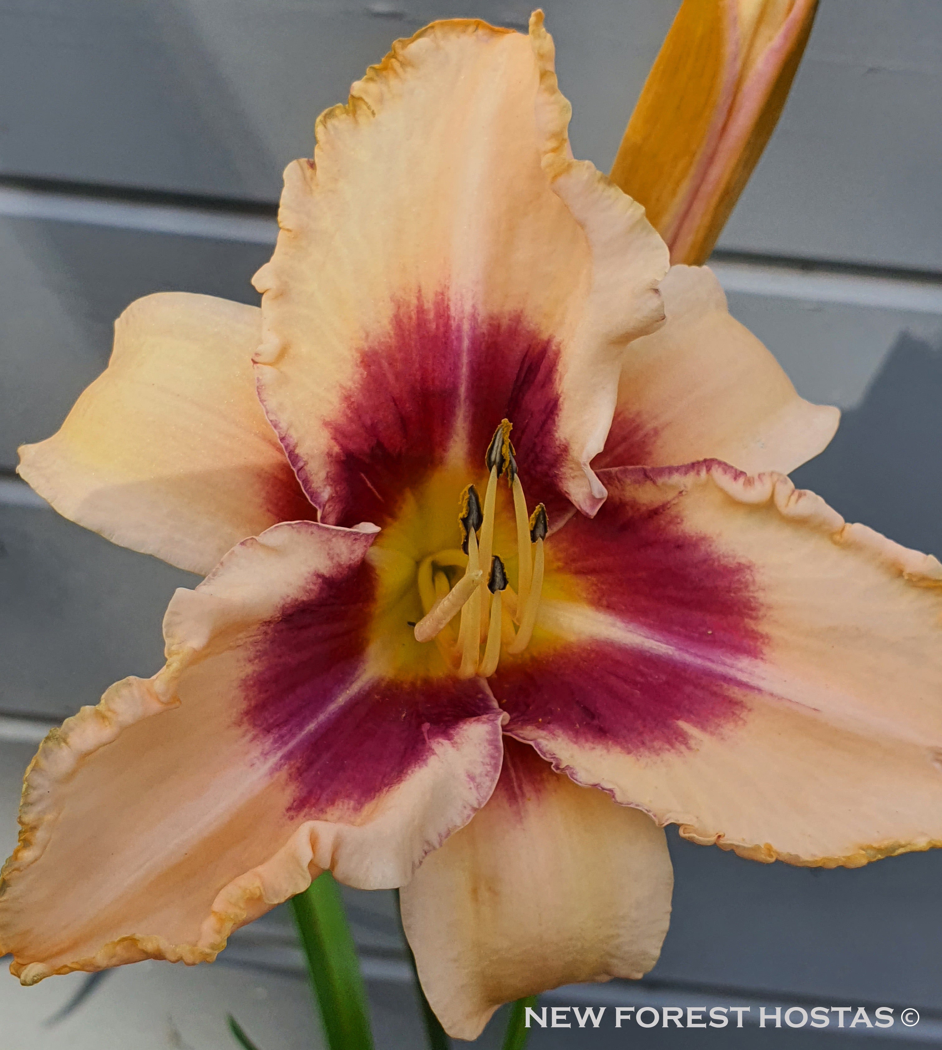 Hemerocallis 'Chicago Picotee Lace' - New Forest Hostas & Hemerocallis
