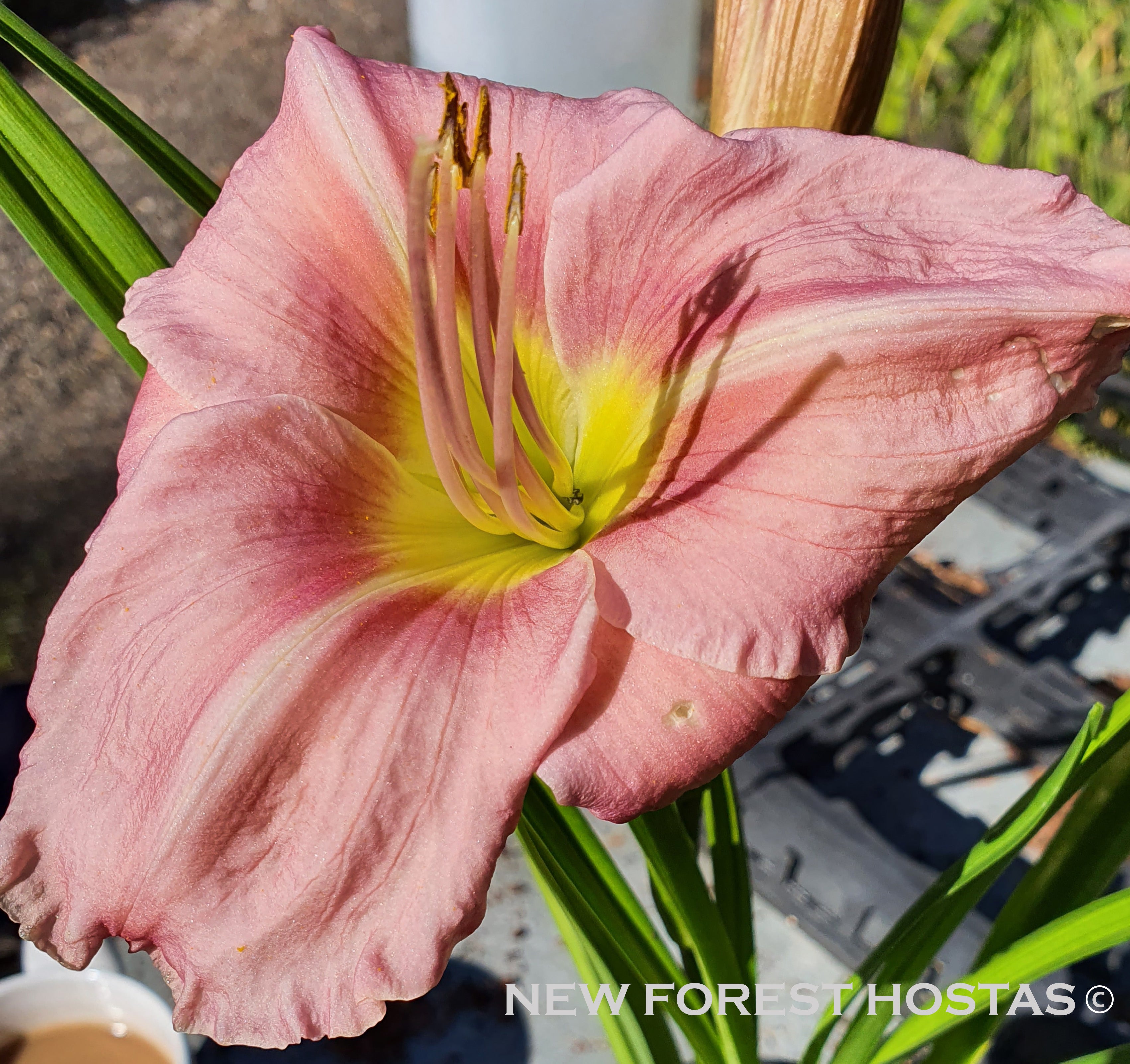 Hemerocallis 'Chicago Picotee Queen' - New Forest Hostas & Hemerocallis