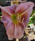 Hemerocallis 'Chicago Picotee Queen' - New Forest Hostas & Hemerocallis