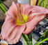 Hemerocallis 'Chicago Picotee Queen' - New Forest Hostas & Hemerocallis