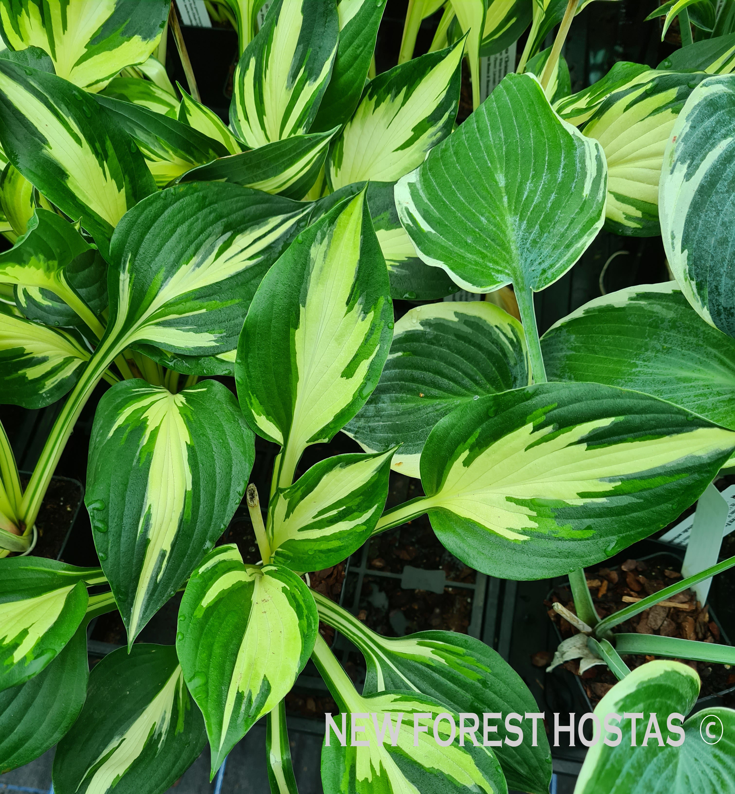 Hosta 'Christmas Candy' - New Forest Hostas & Hemerocallis