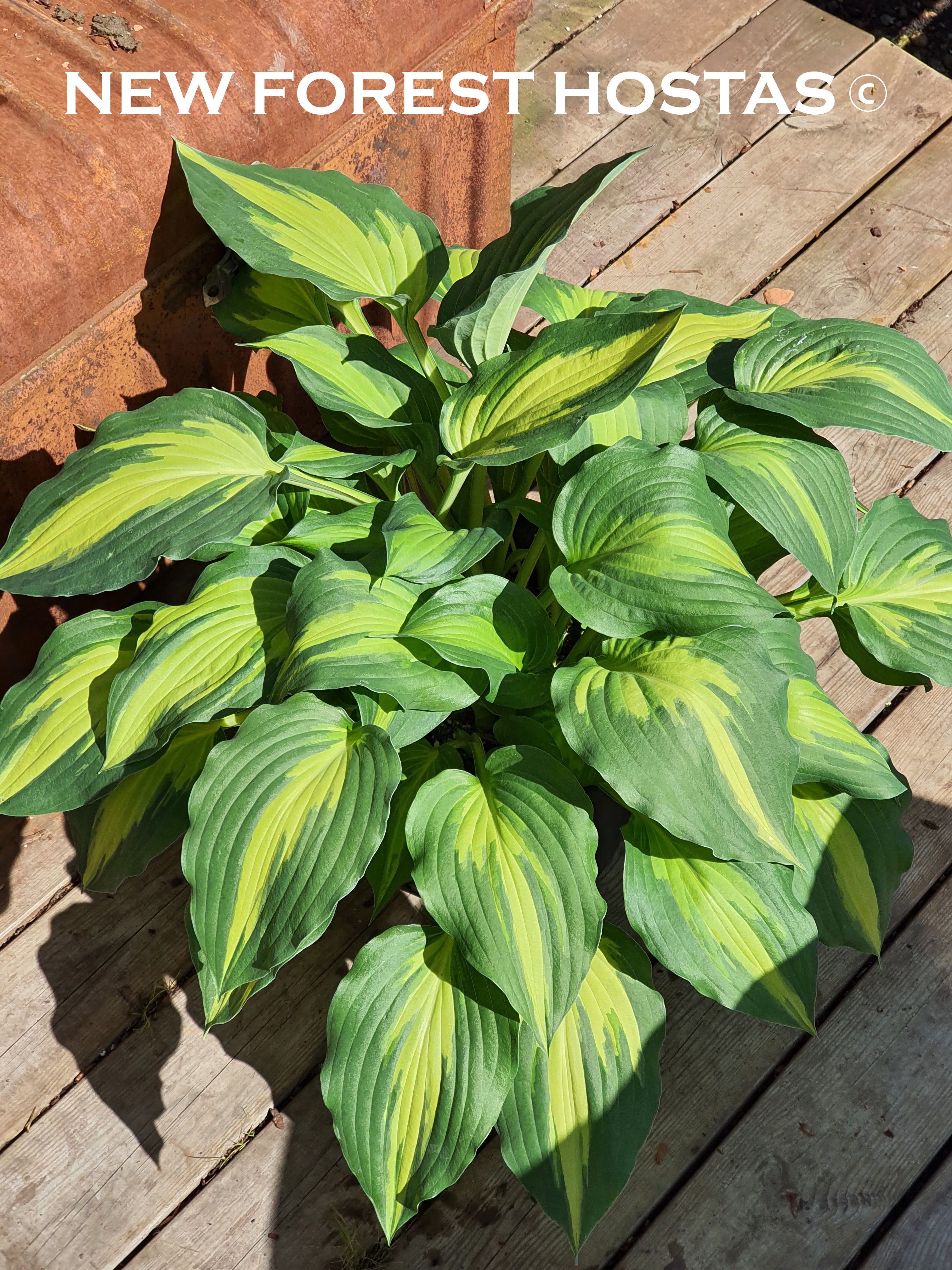 Hosta 'Christmas Candy' - New Forest Hostas & Hemerocallis