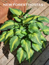 Hosta 'Christmas Candy' - New Forest Hostas & Hemerocallis